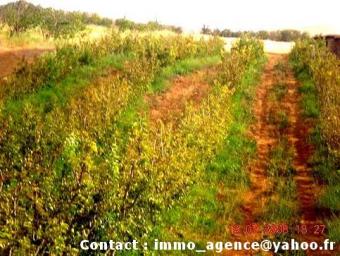 selling farm in Morocco Azrou